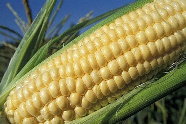 espigas dos campos