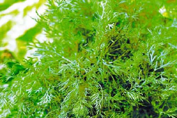 root system