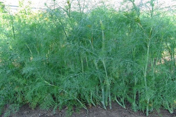 weeding and watering
