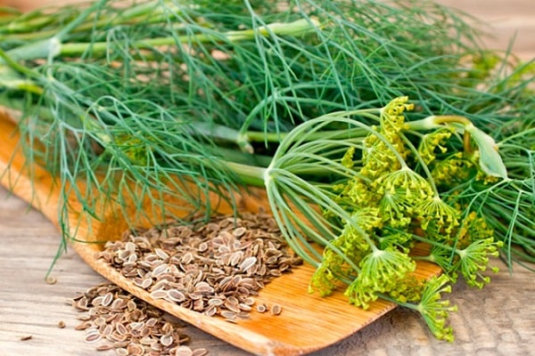 eating dill