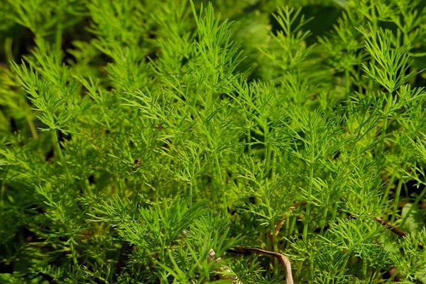 root collar