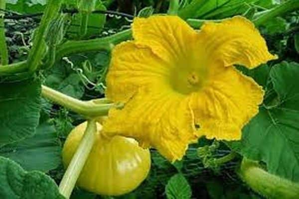 yellow pumpkin