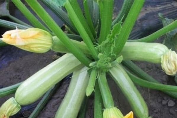 Kavili Zucchini Büsche