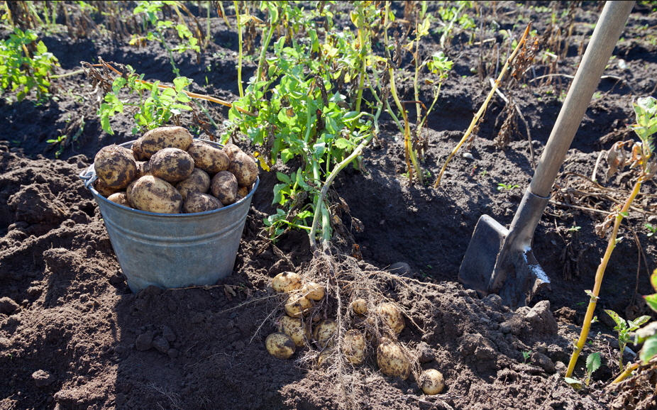 picking potatoes
