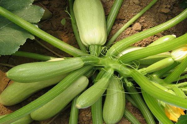 arbusto de calabaza