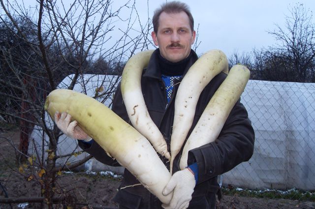 τεράστιο μέγεθος Daikon Dubinushka