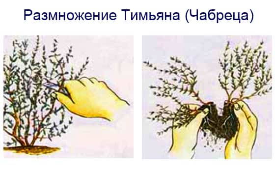 резници от мащерка