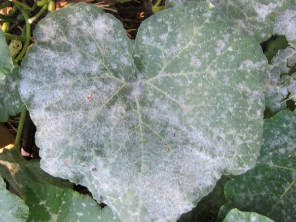pepino hoja blanca