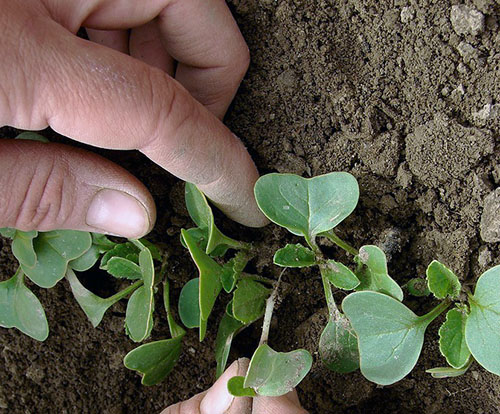 maturation of the plant