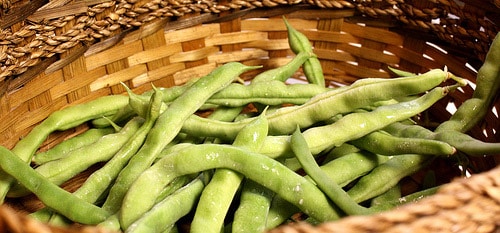 picking beans