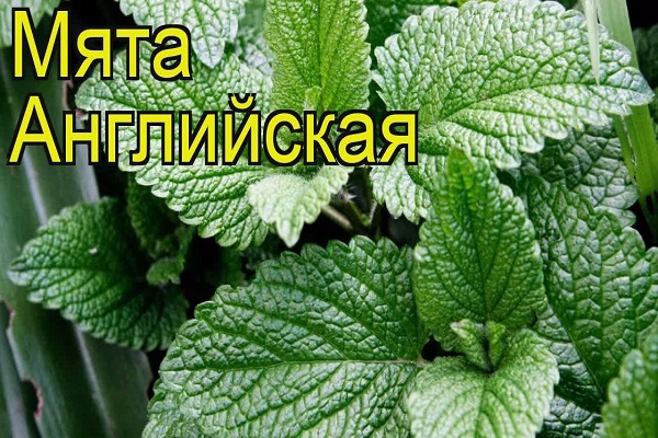 ανάπτυξη και φροντίδα
