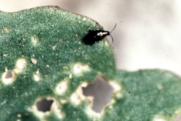 radish pest