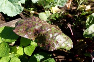 Why do beet leaves turn black and what to do?