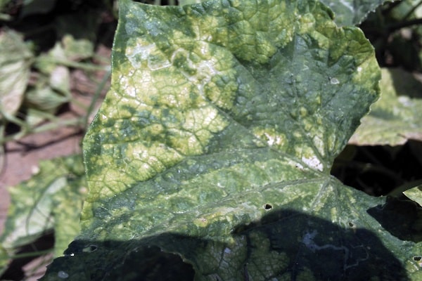 affected by the fungus
