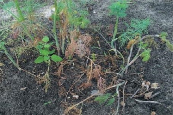 więdnięcie fusarium