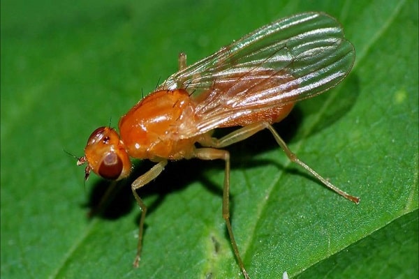 jedz łodygi