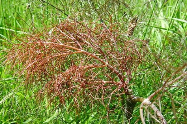 naczynia roślinne