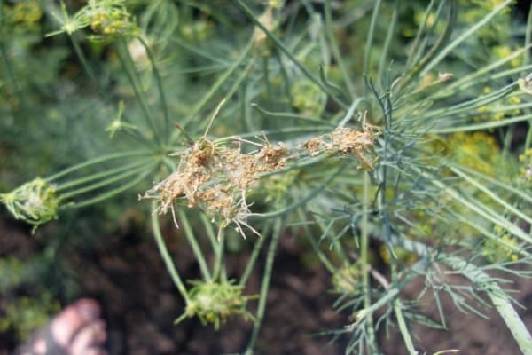 charakterystyka cercospory