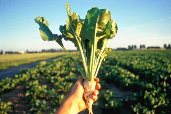 Zuckerrüben in der Hand