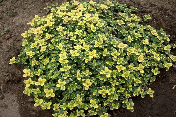 Thymian mit Zitronenduft