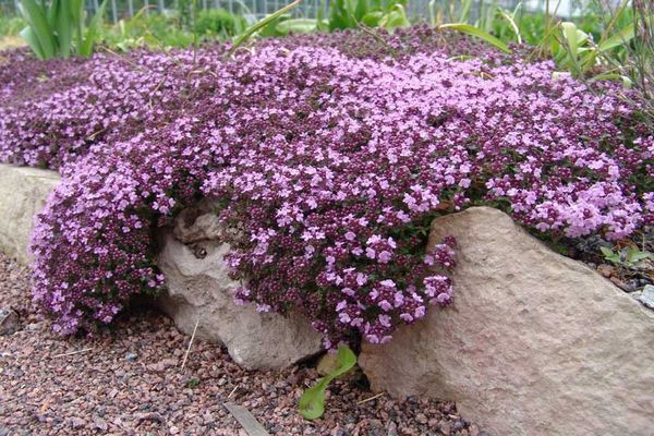 thyme on stones