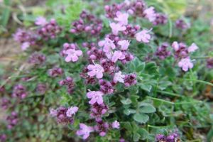 Växande timjan i Ural, plantering och vård funktioner