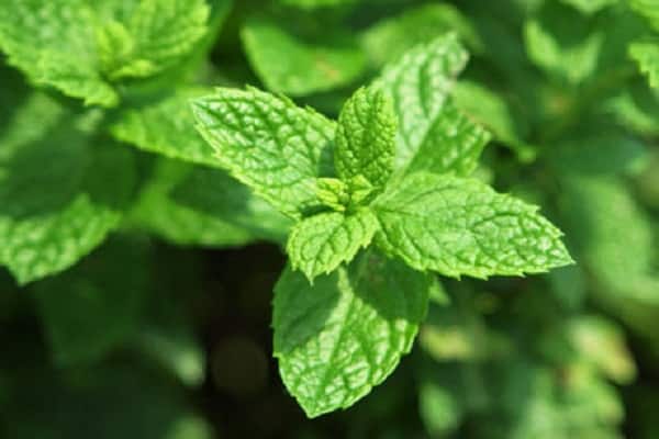perennial growth
