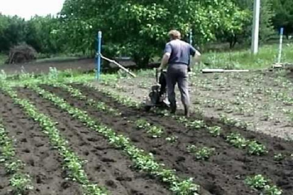 појава штеточина