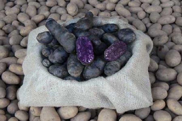бели момак