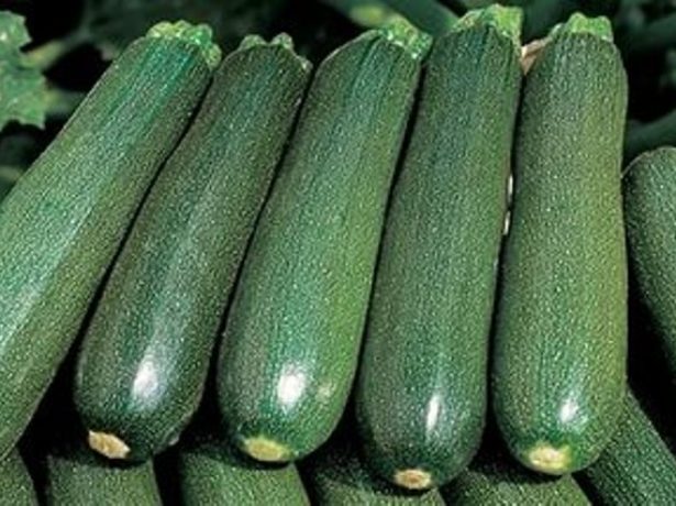 Aussehen der Zucchini Tsukesh