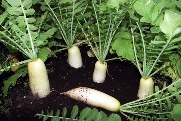 Daikon Dubinushka στο ανοιχτό πεδίο