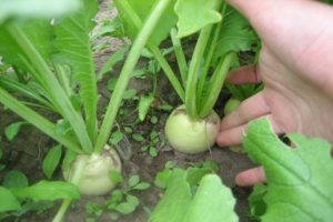 Περιγραφή της ποικιλίας Daikon Sasha, των χαρακτηριστικών της, της καλλιέργειας και της φροντίδας της