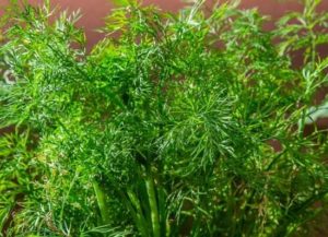How to properly plant dill before winter in the Moscow region in the open field