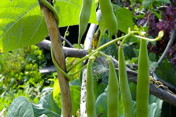 Urogenitalsystem