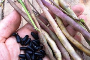 De hälsofördelar och skador som bönor har för diabetes, vilket är mer användbart