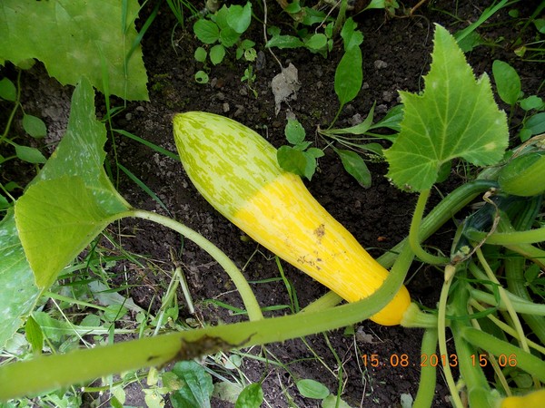 vergilbte Zucchini