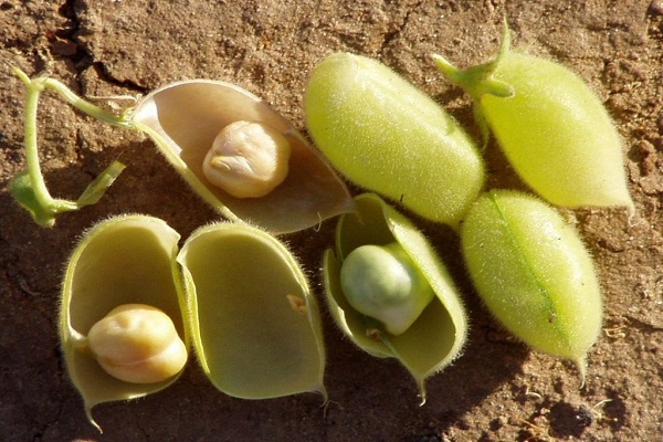 quantidade de vegetais