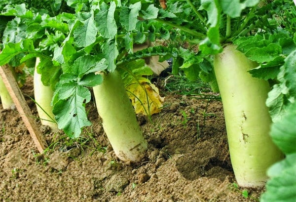 Daikon-Sammlung