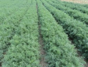 Descrição das variedades de dill bush, recomendações para cultivo e cuidados