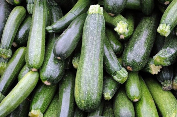 Zucchini-Ernte