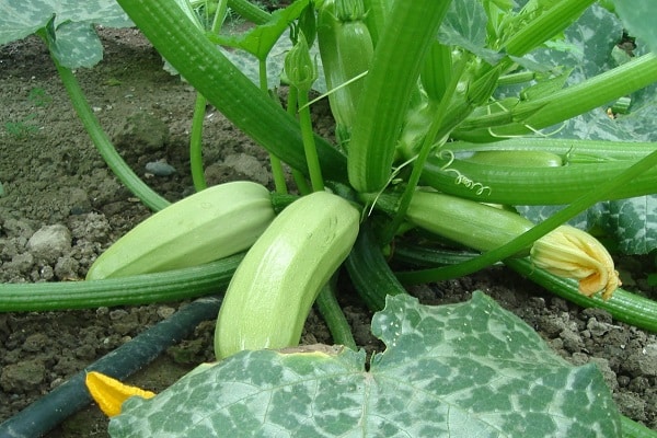 magnesium and carotene