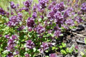 How to properly grow and care for thyme (thyme) at home in a pot