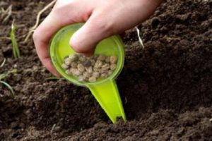 Kaip ir kada sėti, auginti ir prižiūrėti koriandrą prieš žiemą