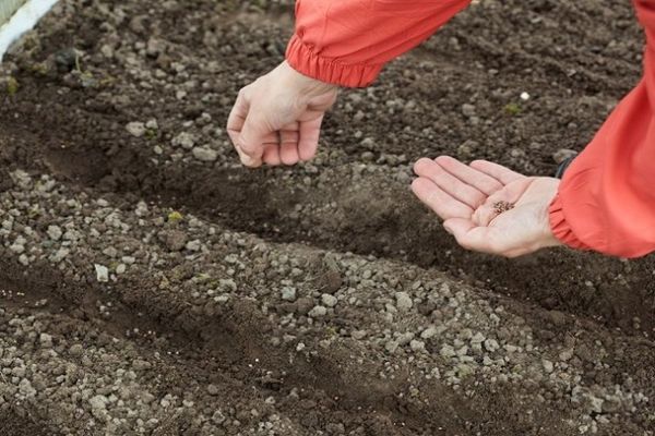 plantando sementes