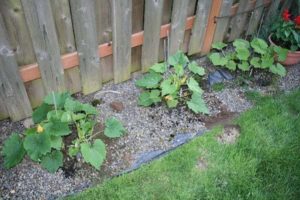 Wie man Zucchini auf freiem Feld anbaut und pflegt