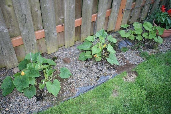 växande squash