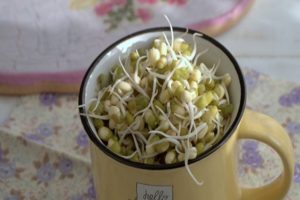 Hur man spira bönor snabbt och korrekt hemma på 1 dag