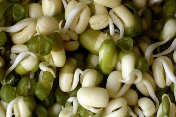 sprout beans