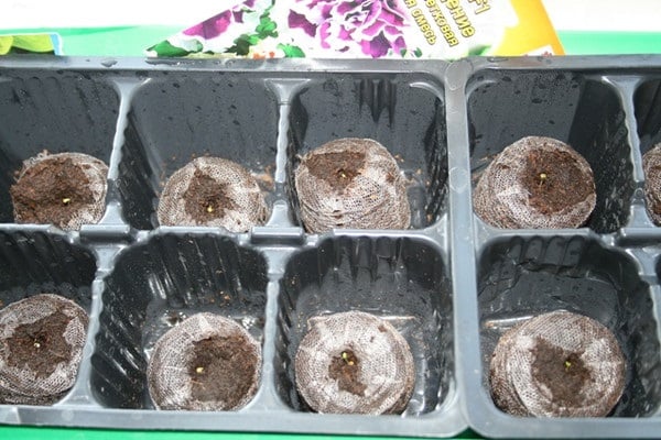 sistema radicular