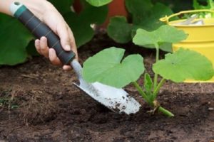 كيف تنمو وترعى الاسكواش في الحقول المفتوحة
